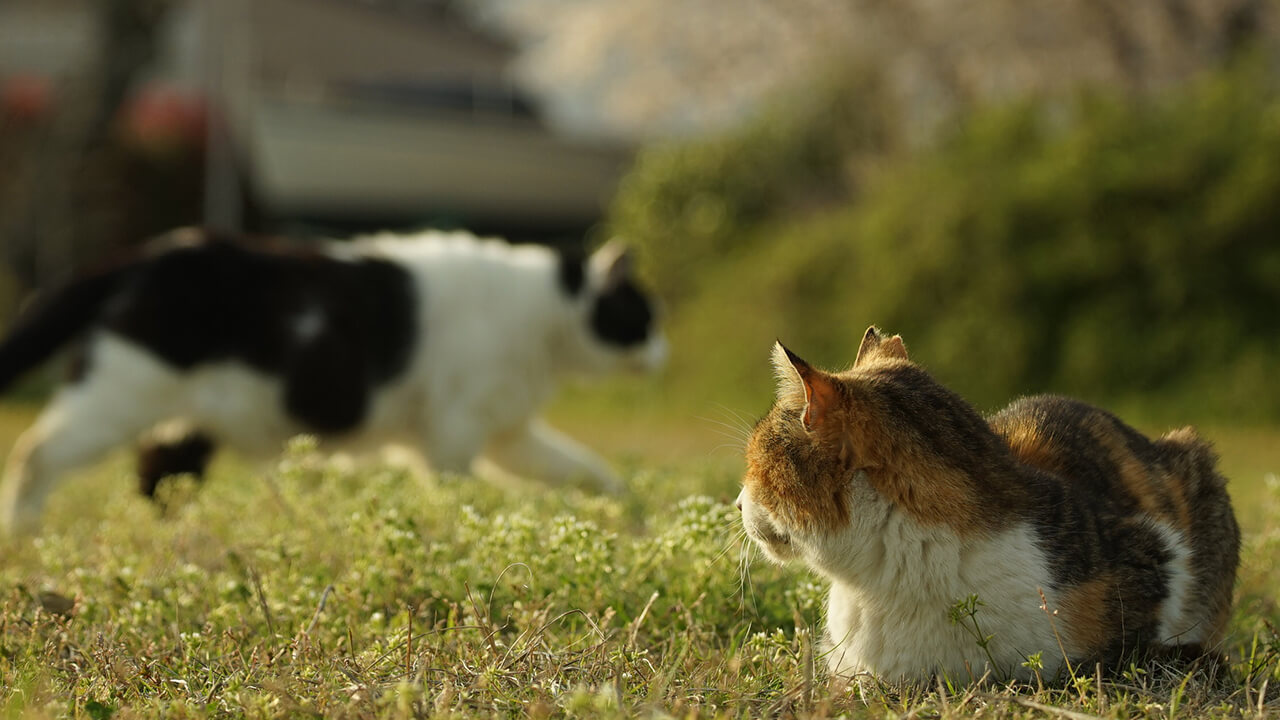 にきゅ印の社会貢献活動